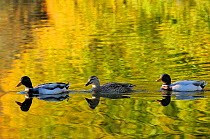 Two Mallard drakes (Anas platyrhynchos) and a duck swim on ornamental lake, reflected in the water along with golden colours of autumn leaves, Wiltshire, UK, October