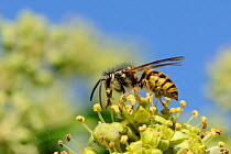 Common wasp (Vespula vulgaris), heavily dusted with pollen, feeding on Ivy flowers (Hedera helix). Wiltshire garden, UK, September