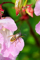Common wasp (Vespula vulgaris) heavily dusted with pollen, about to fly from Himalayan balsam (Impatiens glandulifera) flower. Wiltshire pastureland, UK, September