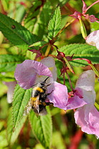 White-tailed bumblebee (Bombus lucorum) heavily dusted with pollen, using long proboscis to take nectar from Himlayan balsam (Impatiens glandulifera) flower. Wiltshire pastureland, UK, October