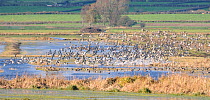 Wigeon (Anas penelope) flocks flying and bunching in response to a Peregrine falcon hunting nearby over flooded fields, Somerset Levels, UK, November