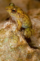 Ball bearing landfrog (Eleutherodactylus glaphycompus), endangered, Pic Macaya National Park, Massif de la Hotte, Haiti, October