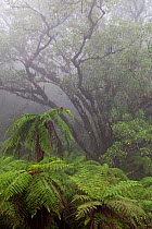 Cloud forest, Pic Macaya National Park, Massif de la Hotte, Haiti, October 2010
