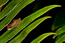 Mozart's landfrog (Eleutherodactylus amadeus), critically endangered, Pic Macaya National Park, Massif de la Hotte, Haiti, October