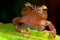 La Hotte landfrog (Eleutherodactylus bakeri), critically endangered, Pic Macaya National Park, Massif de la Hotte, Haiti, October