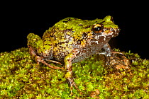 Short nosed green landfrog (Eleutherodactylus brevirostris), critically endangered, Pic Macaya National Park, Massif de la Hotte, Haiti, October