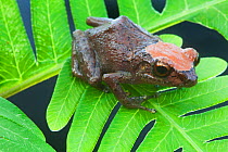 La Hotte whistling landfrog (Eleutherodactylus eunaster), critically endangered, Pic Macaya National Park, Massif de la Hotte, Haiti, October