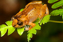 Ventriloquial landfrog (Eleutherodactylus dolomedes), critically endangered, Pic Macaya National Park, Massif de la Hotte, Haiti, October
