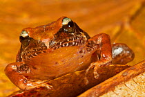 La Hotte big-legged landfrog (Eleutherodactylus apostates), critically endangered, Haiti, captive