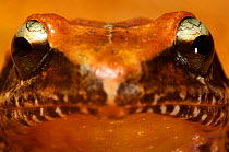 La Hotte big-legged landfrog (Eleutherodactylus apostates), critically endangered, Haiti, captive