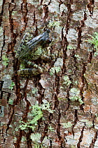 Hispaniolan giant treefrog (Osteopilus vastus) camouflaged on tree trunk, La Visite National Park, Massif de la Selle, Haiti, October