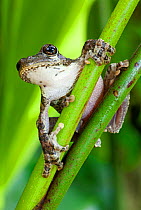 Hispaniolan giant treefrog (Osteopilus vastus), endangered, La Visite National Park, Massif de la Selle, Haiti, October