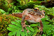 Green spiny landfrog (Eleutherodactylus nortoni), critically endangered, Haiti, captive