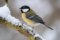 Great Tit (Parus major) calling from snowy branch; its tongue is visible. Brasschaat, Belgium, December. Not available for ringtone/wallpaper use.