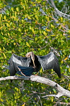 Snakebird / Darter / American Darter (Anhinga anhinga) preening itself on branch. Ding Darling Nature Reserve, Sanibel Island, Florida, USA, January.