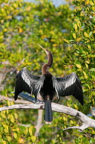 Snakebird / Darter / American Darter (Anhinga anhinga) drying its wings on branch. Ding Darling Nature Reserve, Sanibel Island, Florida, USA, January.