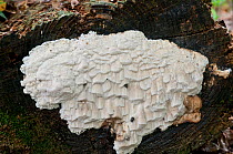Fungus (Antrodia serialis) on wood, Surrey, England. October.
