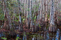 Bald Cypress (Taxodium distichum) in swamp with epiphytes growing from bark. Corkscrew Swamp Sanctuary, Florida, USA, January.