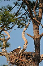 Bald Eagle (Haliaeetus leucocephalus) on nest. Honeymoon Island, Florida, USA, January.