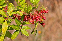Brazilian Pepper (Schinus terebinthifolius) berries on branch. Fort de Soto, Florida, USA, January.