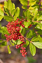 Brazilian Pepper (Schinus terebinthifolius) berries on branch. Fort de Soto, Florida, USA, January.