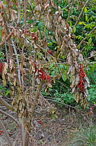 Brazilian Pepper (Schinus terebinthifolius). Effect of herbicide use in attempt to control this invasive species. Fort de Soto, Florida, USA, January.