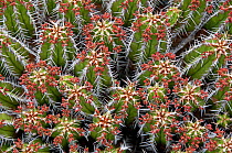 Close-up of Euphorbia (Euphorbia echinus) spines and flowers. Botanic garden, Lanzarote, Canary Islands, July.