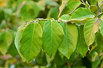 Fish Poison / Coin Vine (Dalbergia ecastaphyllum) leaves. Florida, USA, January.
