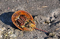 The ventral side of a Horseshoe Crab (Limulus polyphemus) showing egg sacs. The crab has been scavenged by raccoons. Ding Darling Nature reserve, Florida, USA, January.
