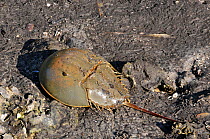 The dorsal side of a Horseshoe Crab (Limulus polyphemus). The crab has been scavenged by raccoons. Ding Darling Nature reserve, Florida, USA, January.