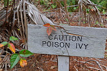 Caution Poison Ivy (Toxicodendron / Rhus radicans) warning sign. Florida, USA, January.