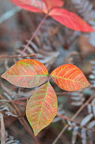 Poison Ivy (Toxicodendron / Rhus radicans) leaves. Florida, USA, January.