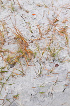 Footprints of Raccoon (Procyon lotor) in grassy sand dune. Fort de Soto, Florida, USA, January.