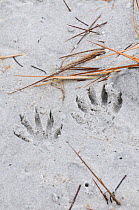 Footprints of Raccoon (Procyon lotor) in sand. Fort de Soto, Florida, USA, January.
