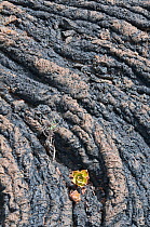Aeonium growing on rope lava formation. Lanzarote, Canary Islands, July.
