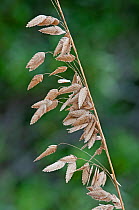 Sea oats (Uniola paniculata) Fort de Soto, Florida, USA, January