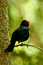 Blackbird (Turdus merula) male perched on a twig and calling. Sweden, Europe, May.