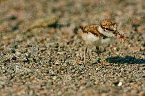 Little Ringed Plover (Charadrius dubius) chick with a small spider in its beak. Sweden, Europe, June.