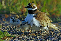 Little Ringed Plover (Charadrius dubius) adult with two chicks. Sweden, Europe, June.