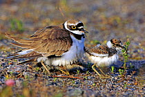 Little Ringed Plover (Charadrius dubius) adult with chicks. Sweden, Europe, June.