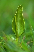 Adder's Tongue Fern (Ophioglossum sp.)  Somerset, UK, May.