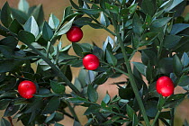 Butcher's Broom (Ruscus aculeatus) berries and leaves. The New Forest, UK, October.