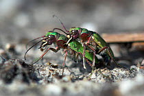 Green Tiger Beetles (Cicindela campestris) mating. Dorset, UK, April.