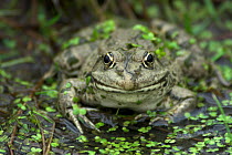 Portrait of an adult Marsh Frog (Rana ridibunda). Captive. Surrey, UK, September.