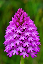 Flower head of Pyramidal Orchid (Anacamptis pyramidalis). Dorset, UK, June.