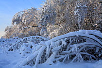Forest trees bending over with weight of ice after "ice rain" phenomenon and several snowfalls, many trees have been broken and bent up to the ground as result of increased weight of the crowns. Janua...