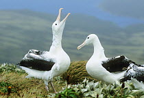 A breeding pair of Royal Albatross (Diomedea epomophora) "gamming". Campbell Island, New Zealand, sub-Antarctica.