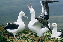 A breeding pair of Royal Albatross (Diomedea epomophora) "gamming" as a third bird watches. Campbell Island, New Zealand, sub-Antarctica.