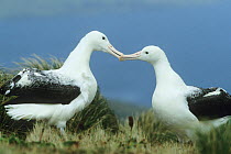 A breeding pair of Royal Albatross (Diomedea epomophora). Campbell Island, New Zealand, sub-Antarctica.