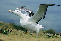 Southern Royal Albatross (Diomedea epomophora) adult stretching its wings. Campbell Island, sub-Antarctic, New Zealand.